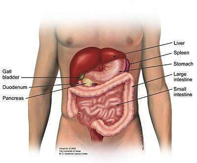 What Is The Pancreas Pancreatic Cancer Action Network   Figure 1 