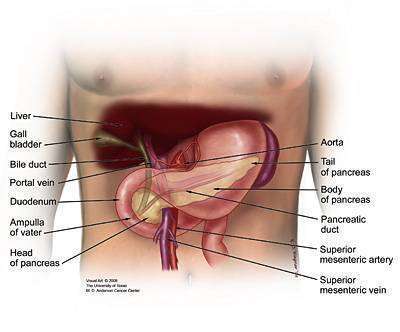 What Is The Pancreas Pancreatic Cancer Action Network   Figure 2 