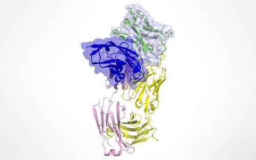 Structure of Keytruda binding to PD-1 on T-cells