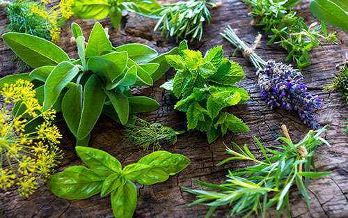 https://pancan.org/wp-content/uploads/2017/08/herbs-500x313.jpg