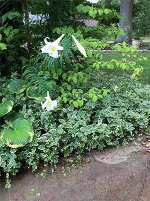 White Lillies