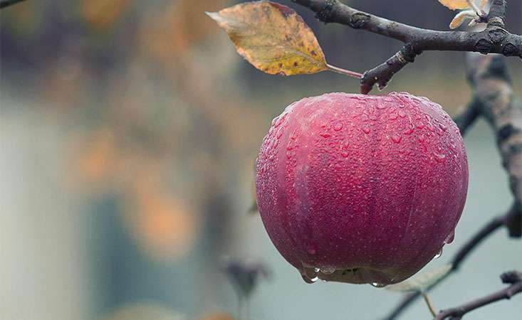 Red apple packed with fiber, Vitamin C, potassium, antioxidants and phytonutrients.