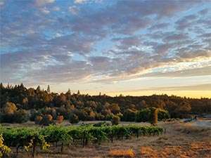 Baiocchi Wines vineyard located in the foothills of the Sierra Nevada mountains of California.