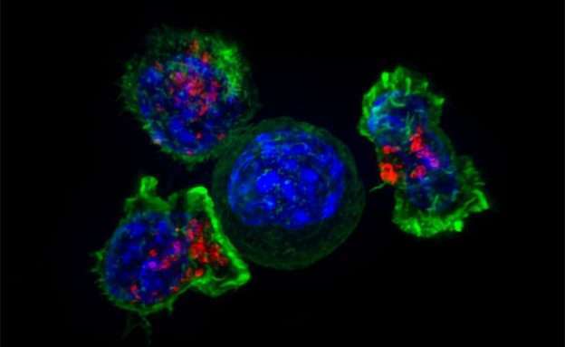 Image of patient’s immune T-cells fighting off a pancreatic cancer cell through immunotherapy