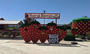 Signs for Harry’s Berries and Wage Hope greet visitors to the PanCAN charity dinner at the farm