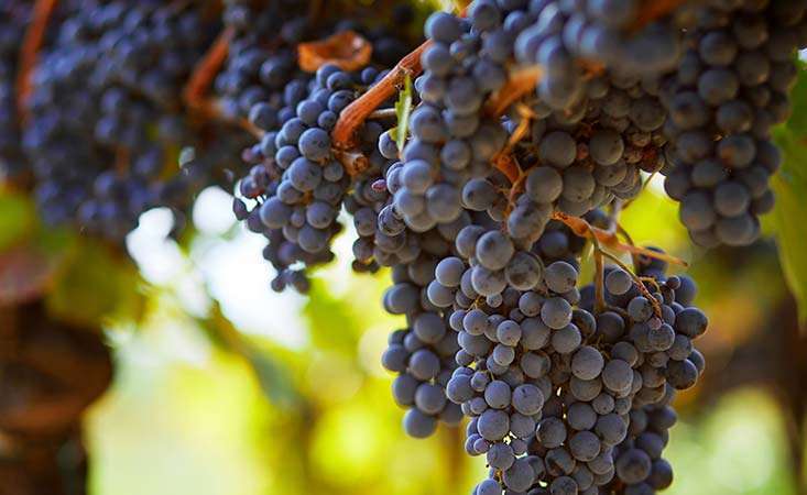 Purple grapes can be an immune-healthy food choice for pancreatic cancer patients